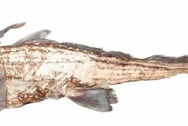 Image result for Callorhinchus capensis