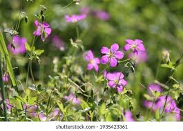 Attēlu rezultāti vaicājumam “Geranium palustre leaf”