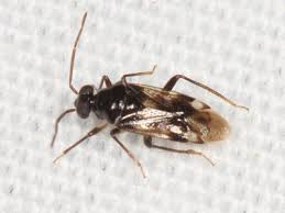 Attēlu rezultāti vaicājumam “Collaria sp.”