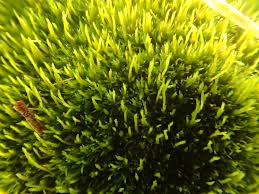 Attēlu rezultāti vaicājumam “Dicranum flagellare”