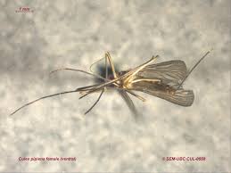 Attēlu rezultāti vaicājumam “Culex pipiens female”