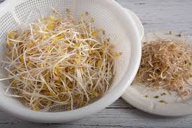 Image result for bean sprout