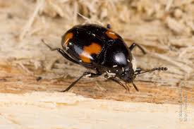 Attēlu rezultāti vaicājumam “Scaphidium quadrimaculatum”