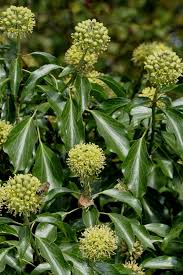 Attēlu rezultāti vaicājumam “Hedera helix  flower”