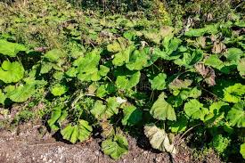 Image result for Petasites officinalis