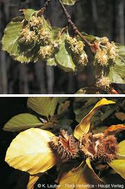 Attēlu rezultāti vaicājumam “Fagus sylvatica flower”