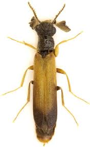 Attēlu rezultāti vaicājumam “Hylecoetus dermestoides female”