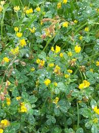 Attēlu rezultāti vaicājumam “Medicago lupulina fruit”
