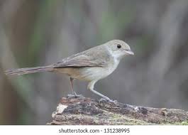 Image result for Acrocephalus aedon