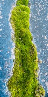 Attēlu rezultāti vaicājumam “Bryum caespiticium”