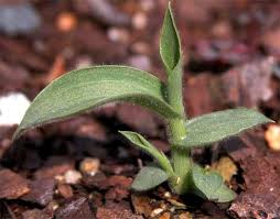 Attēlu rezultāti vaicājumam “Digitaria ischaemum leaf”