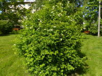 Attēlu rezultāti vaicājumam “Spiraea chamaedryfolia”