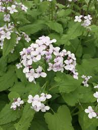 Attēlu rezultāti vaicājumam “Lunaria rediviva leaf”