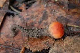 Attēlu rezultāti vaicājumam “Microstoma protracta”