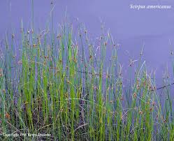 Attēlu rezultāti vaicājumam “Symphytocarpus trechisporus sessile”