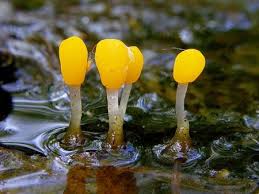 Attēlu rezultāti vaicājumam “Mitrula paludosa”