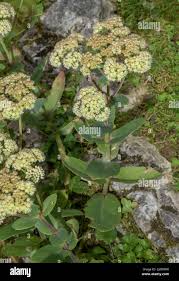 Attēlu rezultāti vaicājumam “Hylotelephium maximum flower”