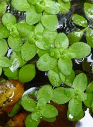 Attēlu rezultāti vaicājumam “Callitrichaceae”