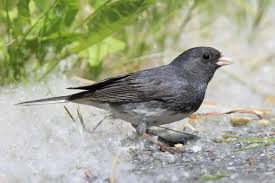 Image result for Junco hyemalis
