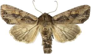 Attēlu rezultāti vaicājumam “Lacanobia suasa”