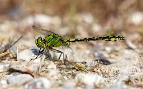 Attēlu rezultāti vaicājumam “Ophiogomphus cecilia”