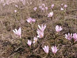 Attēlu rezultāti vaicājumam “Colchicum szovitsii subsp. szovitsii”
