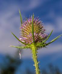Attēlu rezultāti vaicājumam “Dipsacus fullonum flower”
