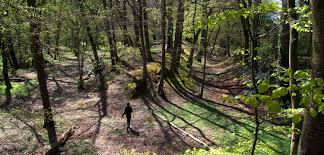 Image result for Chesham & Ley Hill Golf Club