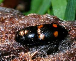 Attēlu rezultāti vaicājumam “Glischrochilus hortensis”