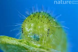 Attēlu rezultāti vaicājumam “Pieris rapae larva”