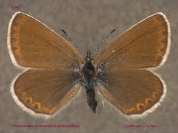 Attēlu rezultāti vaicājumam “Plebejus argus / Plebejus idas”