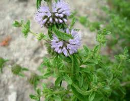 Attēlu rezultāti vaicājumam “Mentha longifolia”