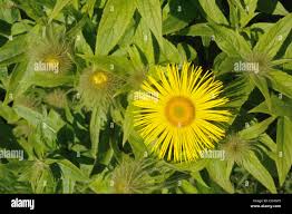 Attēlu rezultāti vaicājumam “Inula britannica bud”