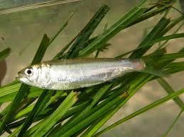 Image result for Alosa alosa