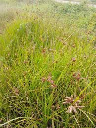 Attēlu rezultāti vaicājumam “Bolboschoenus maritimus”