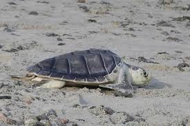 Image result for Lepidochelys kempii