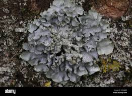 Attēlu rezultāti vaicājumam “Punctelia subrudecta”