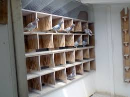 Image result for Meridian Racing Pigeon Lofts