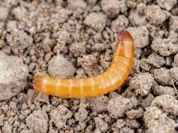 Attēlu rezultāti vaicājumam “Hemicrepidius sp.”