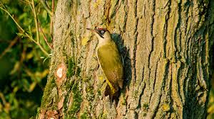 Attēlu rezultāti vaicājumam “Picus viridis”