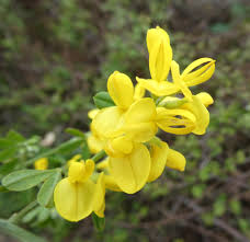 Attēlu rezultāti vaicājumam “Cytisus scoparius flower”