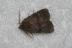 Attēlu rezultāti vaicājumam “Rusina ferruginea”