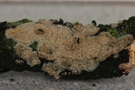 Attēlu rezultāti vaicājumam “Radulomyces confluens”