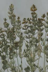 Attēlu rezultāti vaicājumam “Chara intermedia”