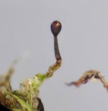 Attēlu rezultāti vaicājumam “Trichia flavicoma stalked”