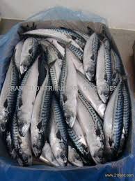 Image result for Scomber scombrus