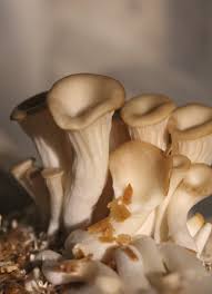 Attēlu rezultāti vaicājumam “Cystostereum murrayi”