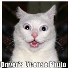 Image result for lulcatz