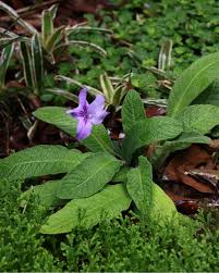 Image result for Streptocarpus
