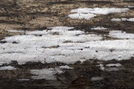 Attēlu rezultāti vaicājumam “Leucogyrophana sororia”